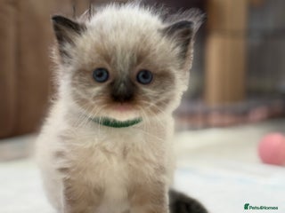 Ragdoll cats - Advert 18