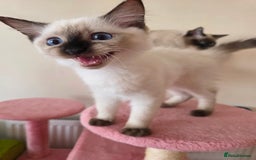 Ragdoll cats for sale: Ragdoll kitten looking for loving homes - Image 4