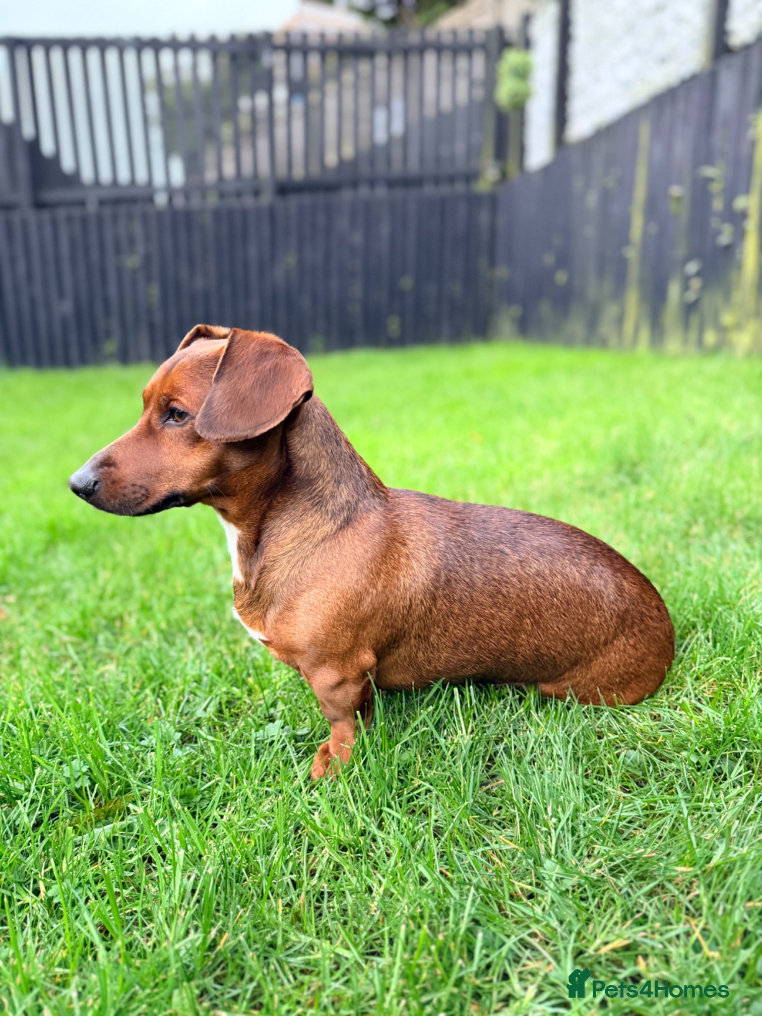 Jackshund dogs Dachshund x Jack Russell. Lovely little Dog - Advert 2