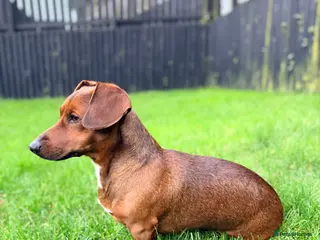 Jackshund dogs Dachshund x Jack Russell. Lovely little Dog - Advert 2