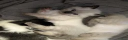 Mixed Breed cats for sale: 4 Ragdoll Cross Kittens - Advert 5