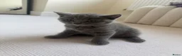 British Shorthair cats for sale: Last 3 BSH kittens available of a litter of 5  - Advert 7