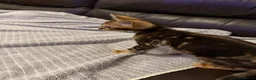 Bengal cats for sale: Beautiful Bengal  - Advert 7