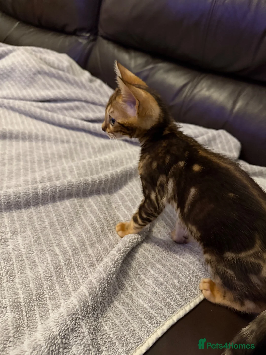 Bengal cats for sale: Beautiful Bengal  - Advert 7