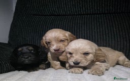 Cocker Spaniel dogs for sale: Beautiful cocker spaniels  - Image 7