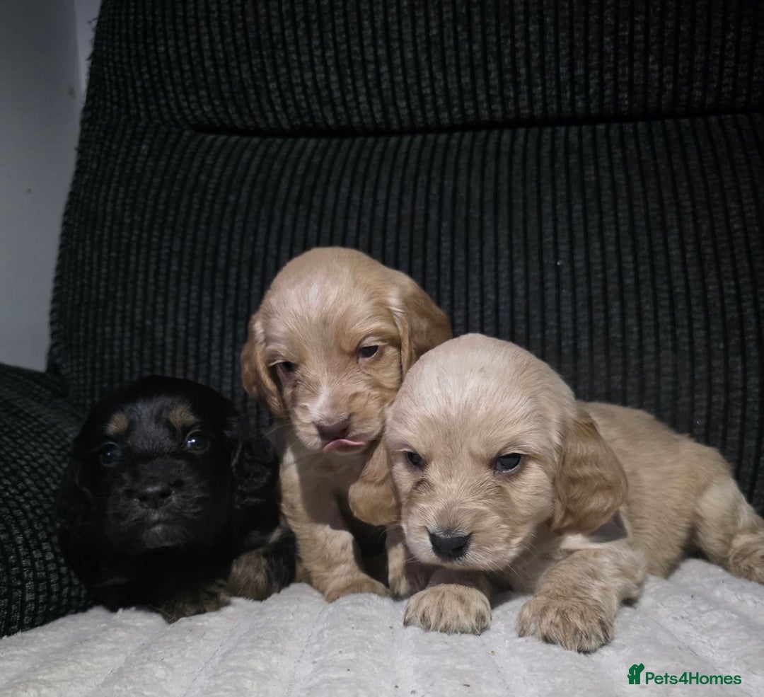 Cocker Spaniel dogs for sale: Beautiful cocker spaniels  - Image 7