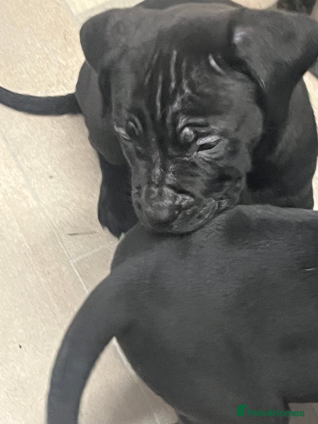 Cane Corso dogs for sale: Cane Corso Puppies ready x2 Male x1 female  - Advert 4