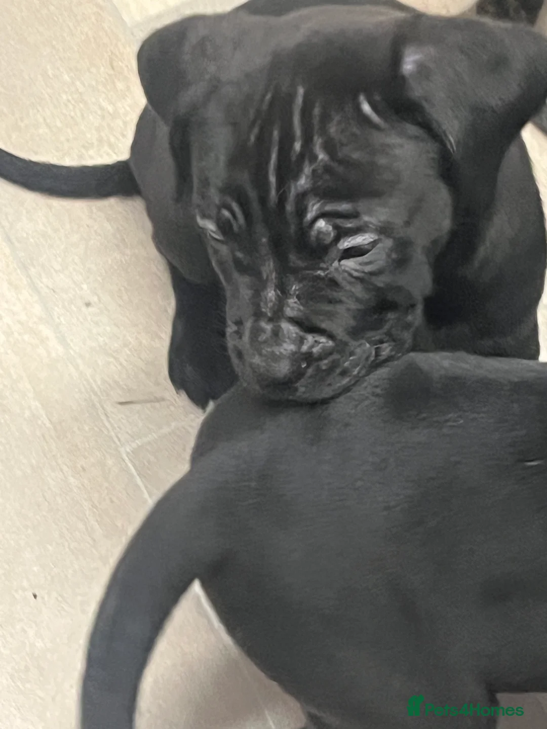 Cane Corso dogs for sale: Cane Corso Puppies ready x 1 female - Advert 12