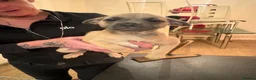 Mixed Breed dogs for sale: Frenchie cross jackapom in Halifax - Advert 10