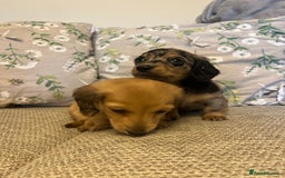 Miniature Dachshund dogs for sale: 2 long haired mini dachshunds available. - Image 7