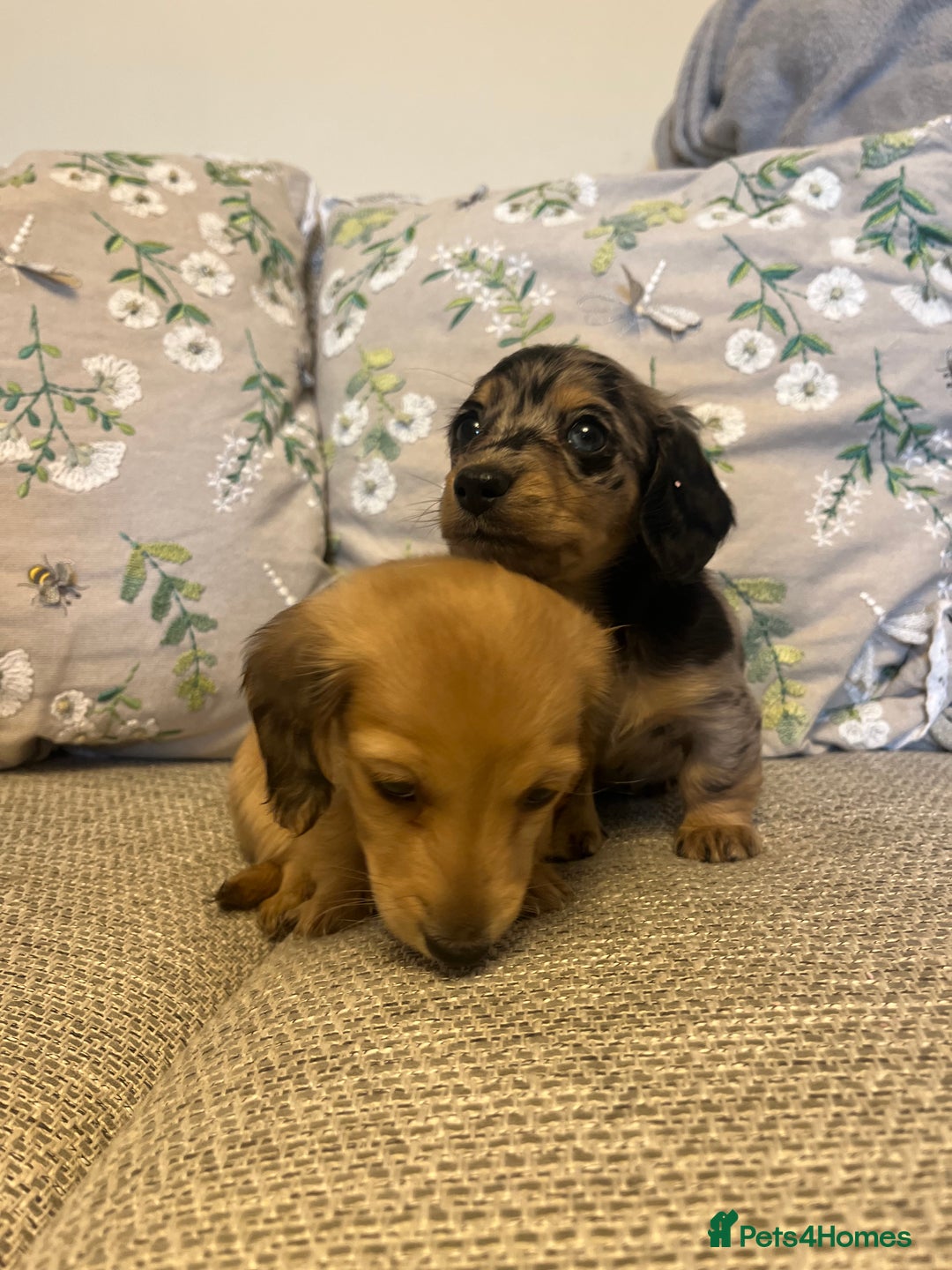 Miniature Dachshund dogs for sale: 2 long haired mini dachshunds available. - Image 7