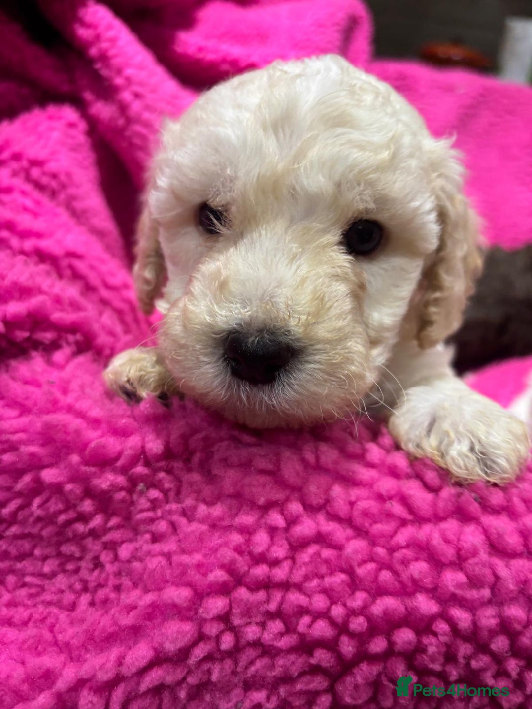 Cockapoo dogs for sale: 💛*COCKERPOO’S READY NOW in Cheshire*💛🏡 - Advert 18