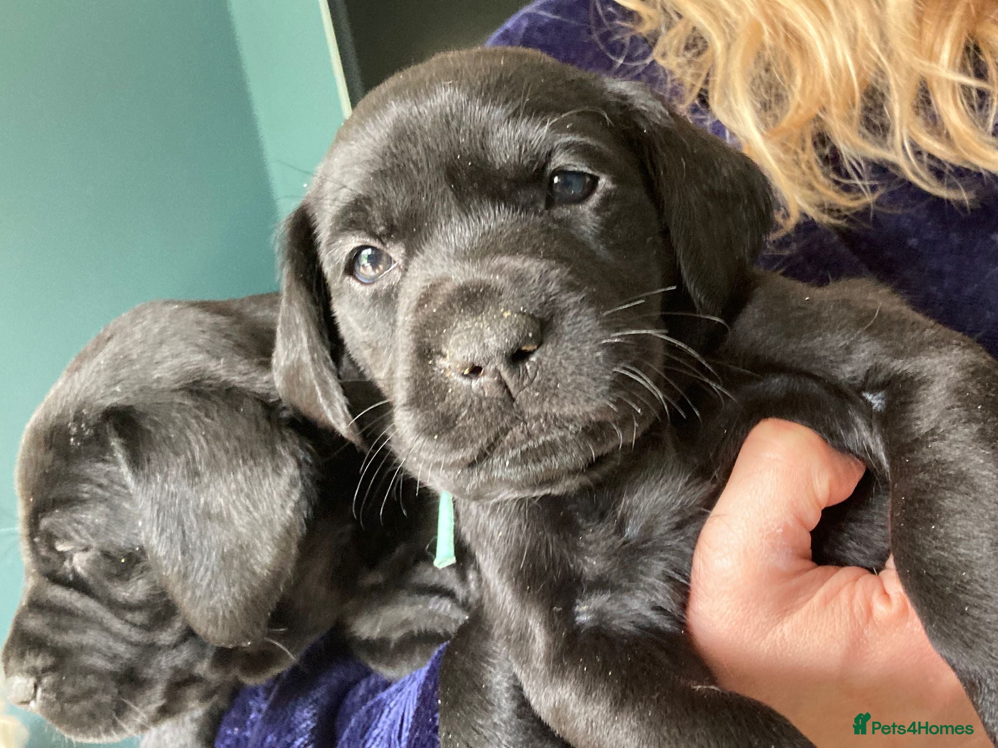 Labrador Retriever dogs Black male Labrador puppies for sale - Advert 15