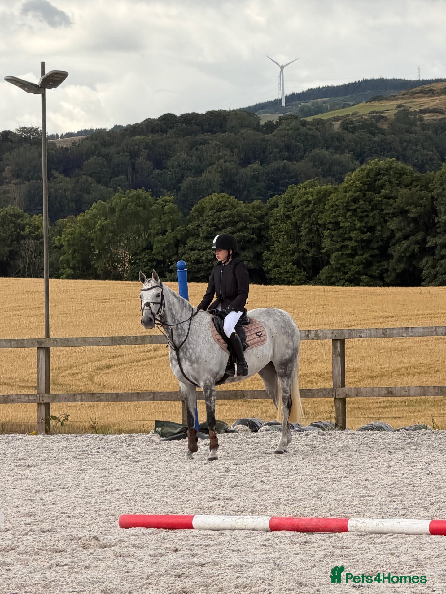 Welsh Section B horses  Macey - Marcosie Marceline 🤍 - Advert 2