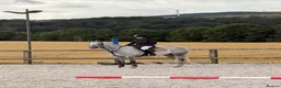 Welsh Section B horses for sale:  Macey - Marcosie Marceline 🤍 - Advert 2