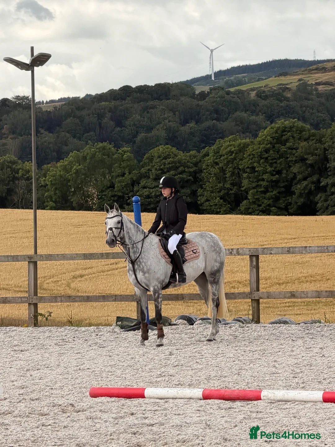 Welsh Section B horses for sale:  Macey - Marcosie Marceline 🤍 - Advert 2