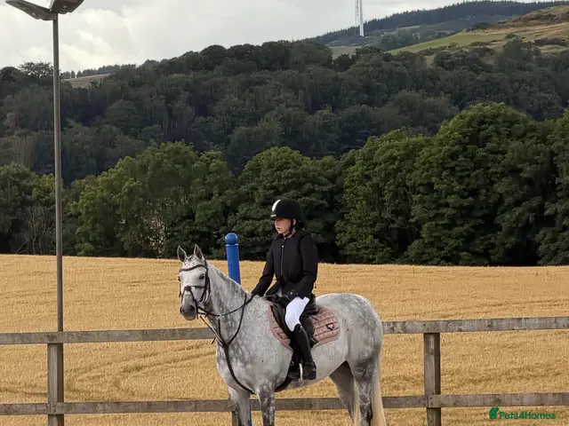 Welsh Section B horses Macey - Marcosie Marceline 🤍 - Advert 2