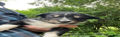 Mixed Breed Puppy 3