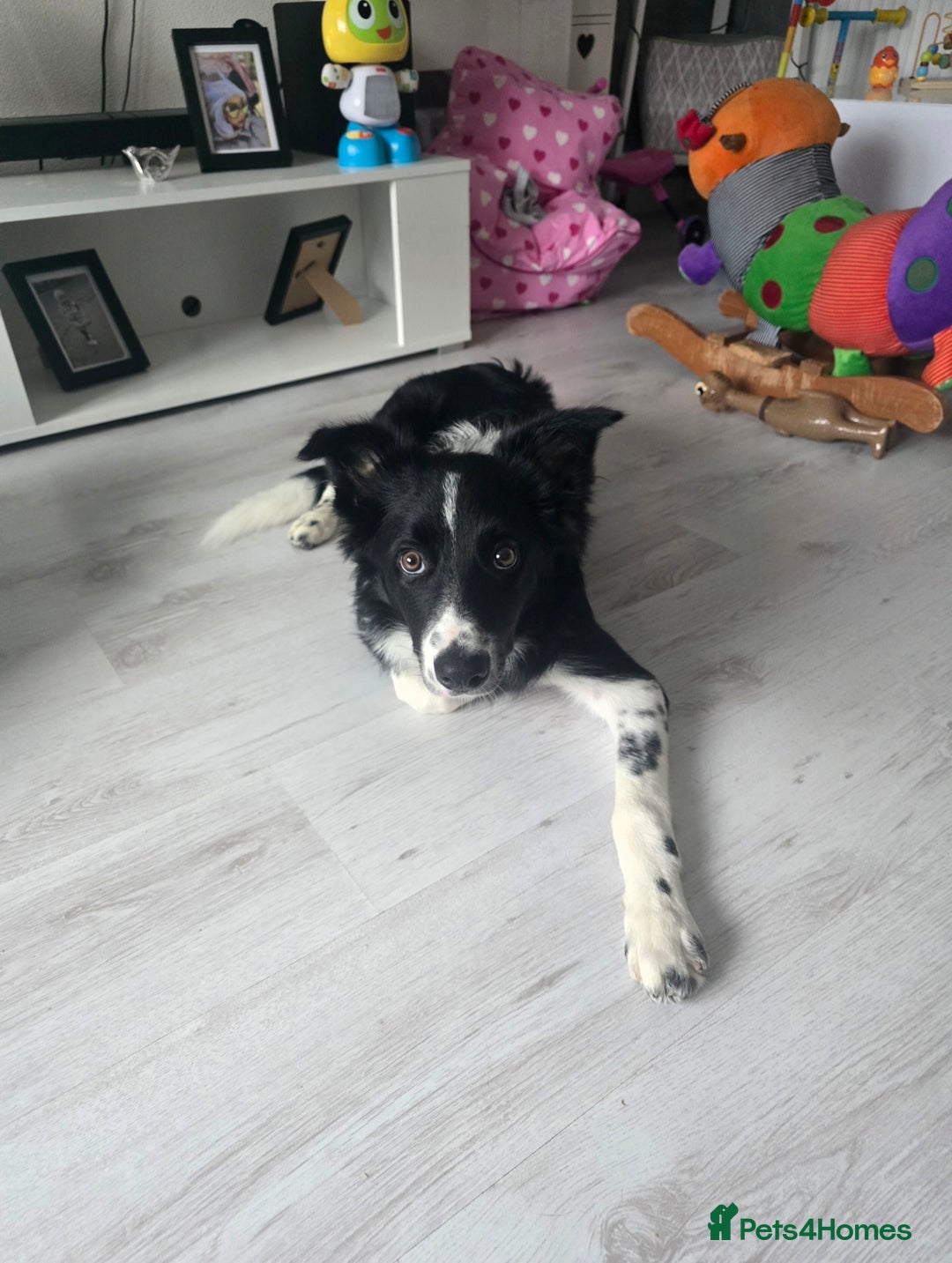Border Collie dogs for sale: 7/8 months male border collie  - Advert 3