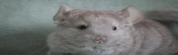 Chinchilla rodents for sale: HomoBeige Chinchilla Kit - Advert 1