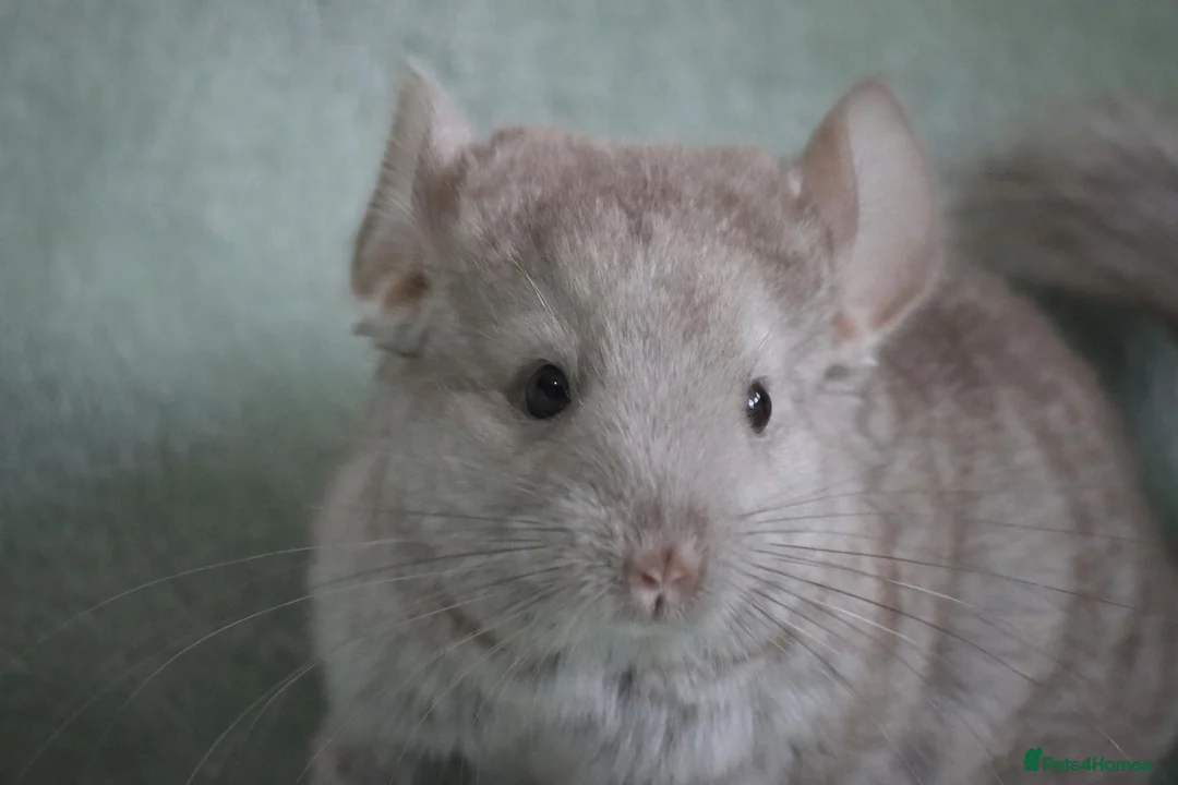 Chinchilla rodents for sale: HomoBeige Chinchilla Kit - Advert 1