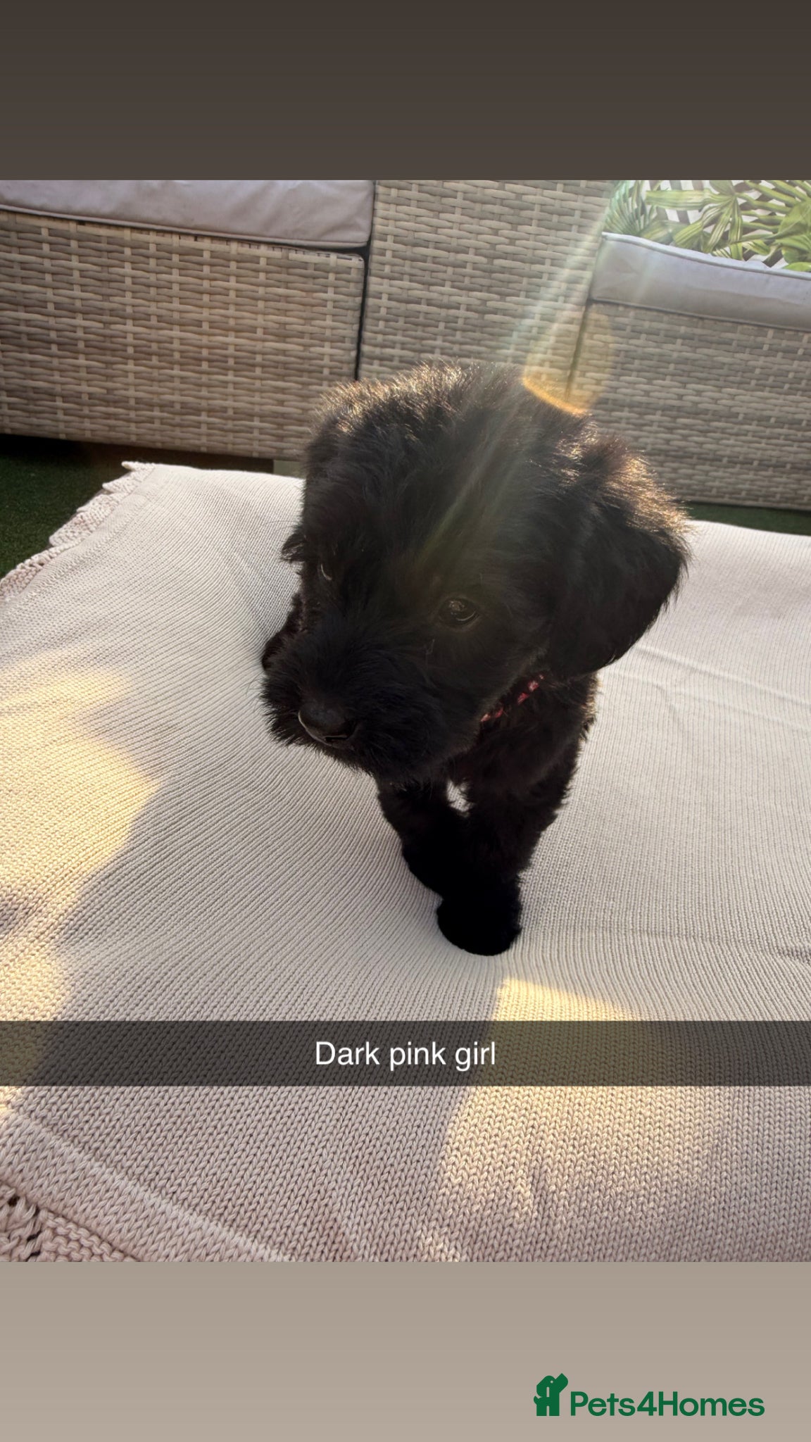 Mixed Breed dogs for sale: Whoodle puppies  - Advert 5