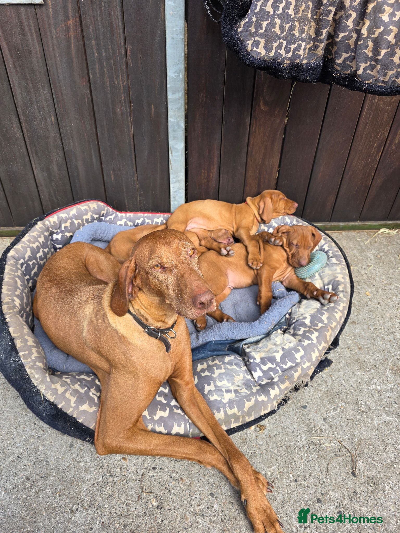 Hungarian Vizsla dogs KC Hungarian wire vizsla pups ready for collection - Advert 2