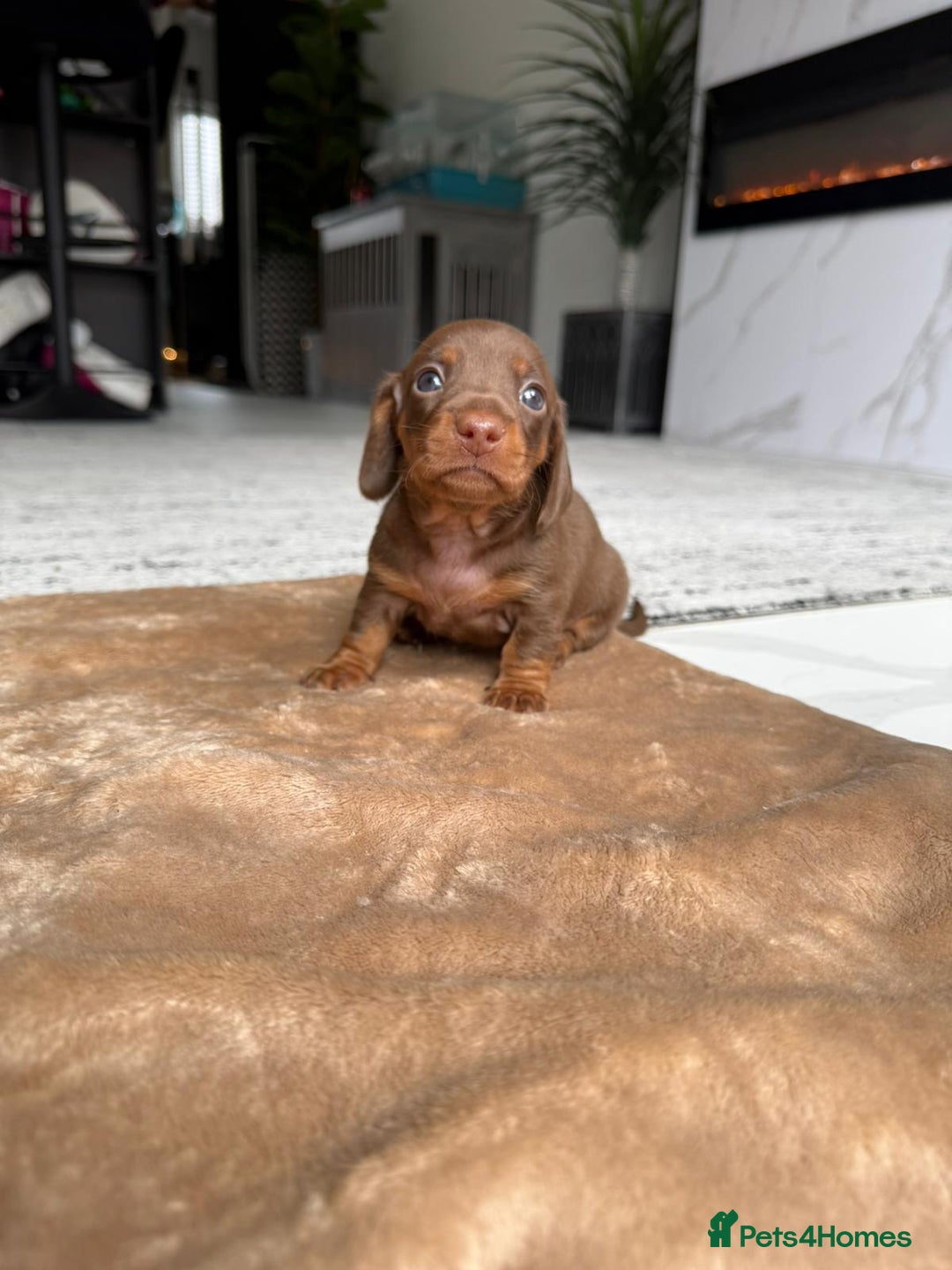 Miniature Dachshund dogs for sale: Miniature daschunds - Image 13
