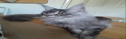 Maine Coon cats for sale: Black silver ticked boy TICA maine coon - Advert 9