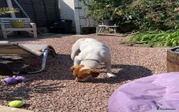 Mixed Breed dogs for adoption: Roscoe Looking For His Forever Home  - Image 12