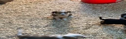 Border Collie dogs for sale: Adorable border collies - Advert 4