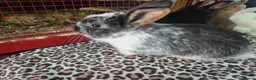 Mixed Breed rabbits for sale: Lovely mixed dwarf baby rabbits in Portsmouth - Advert 5
