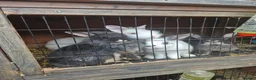Lionhead rabbits for sale: 5 lionhead rabbit are looking for new house in Nottingham - Advert 3