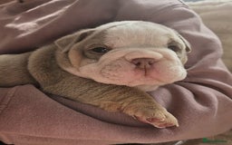 English Bulldog dogs for sale: Outstanding KC English Bulldogs, Top Quality Pups - Image 2