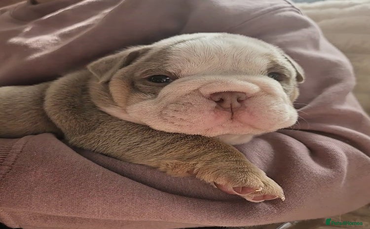 English Bulldog dogs - Advert 3