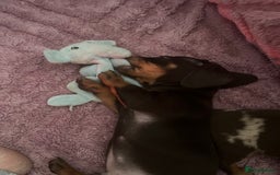 Dachshund dogs for sale: Beautiful miniature dachshunds  - Image 22