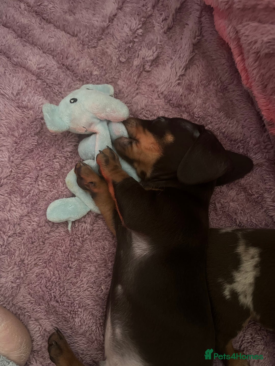 Dachshund dogs for sale: Beautiful miniature dachshunds  - Image 22