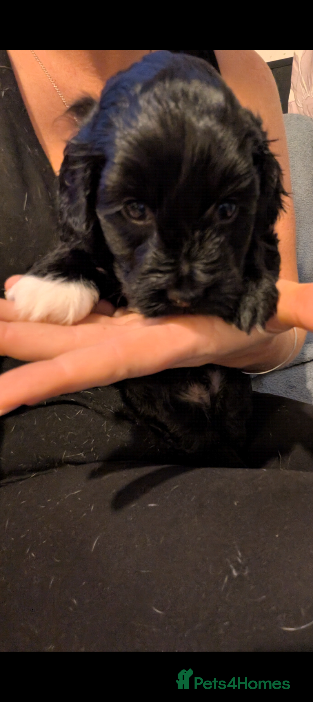 Mixed Breed dogs for sale: Yorkiepoo cockapoo puppies ready soon - Image 9
