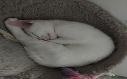 Mixed Breed cats for sale: 3 male microchipped kittens left  - Image 9
