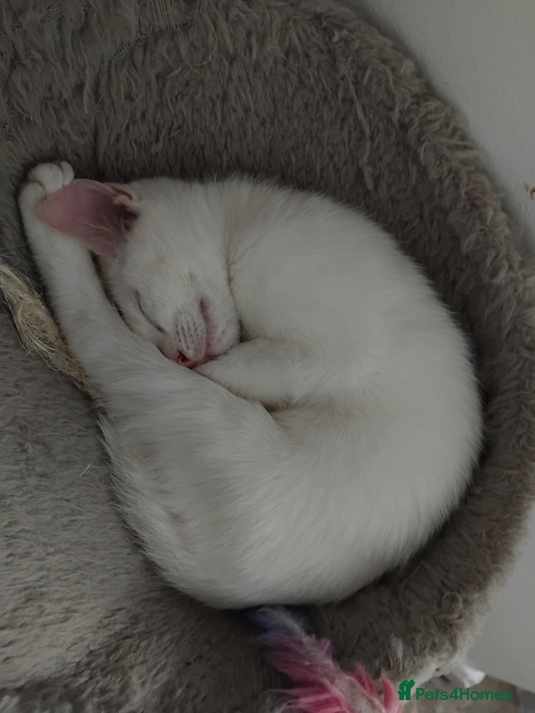 Mixed Breed cats for sale: 3 male microchipped kittens left  - Image 9