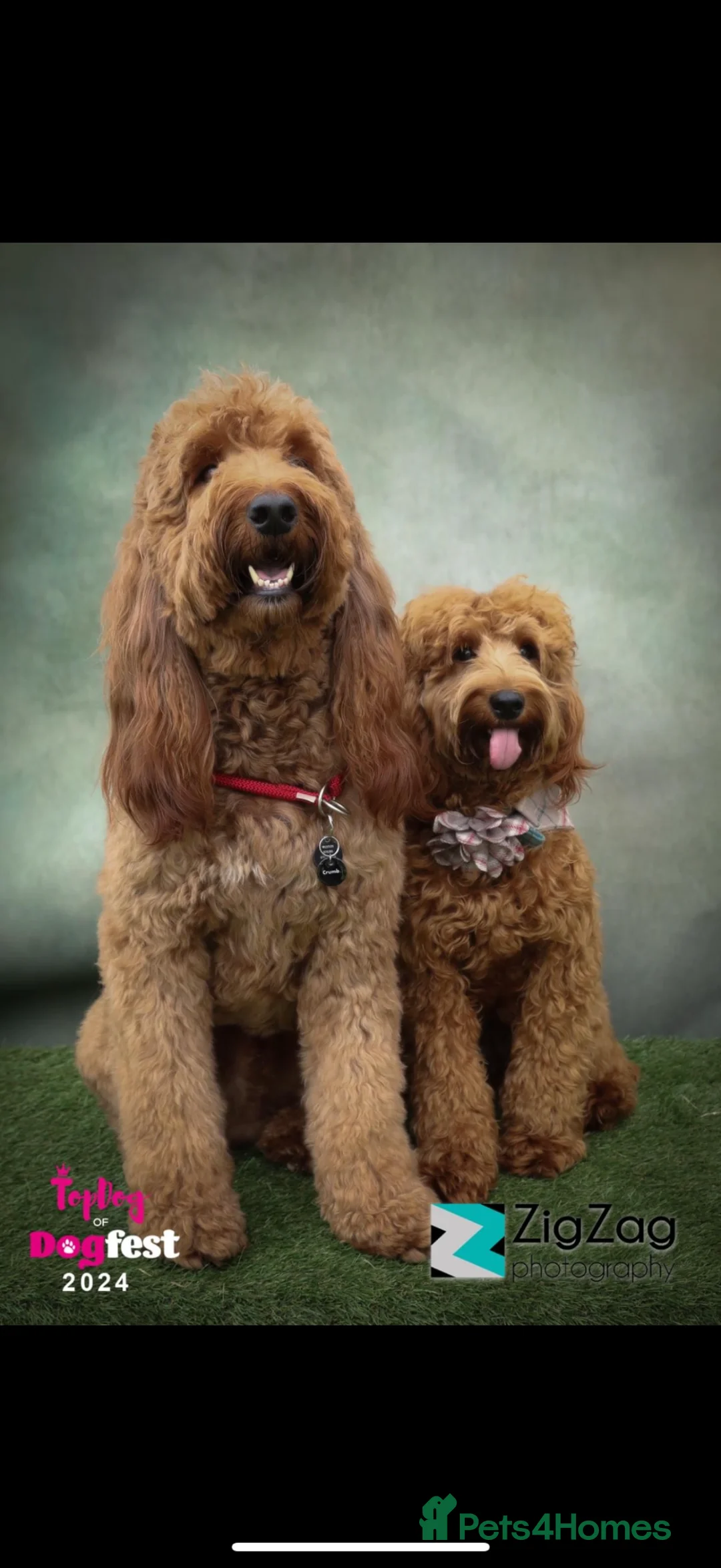Irish Doodle dogs for stud: Proven stud Irish doodle x - Advert 10