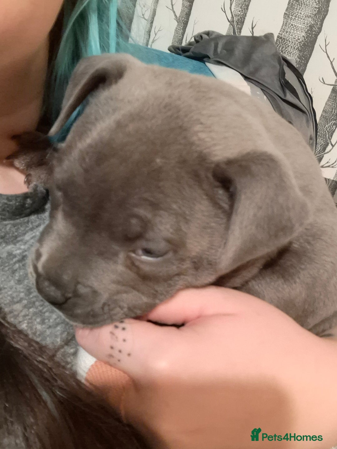 Staffordshire Bull Terrier dogs for sale: Blue Staffordshire Bull Terrier puppies - Advert 20