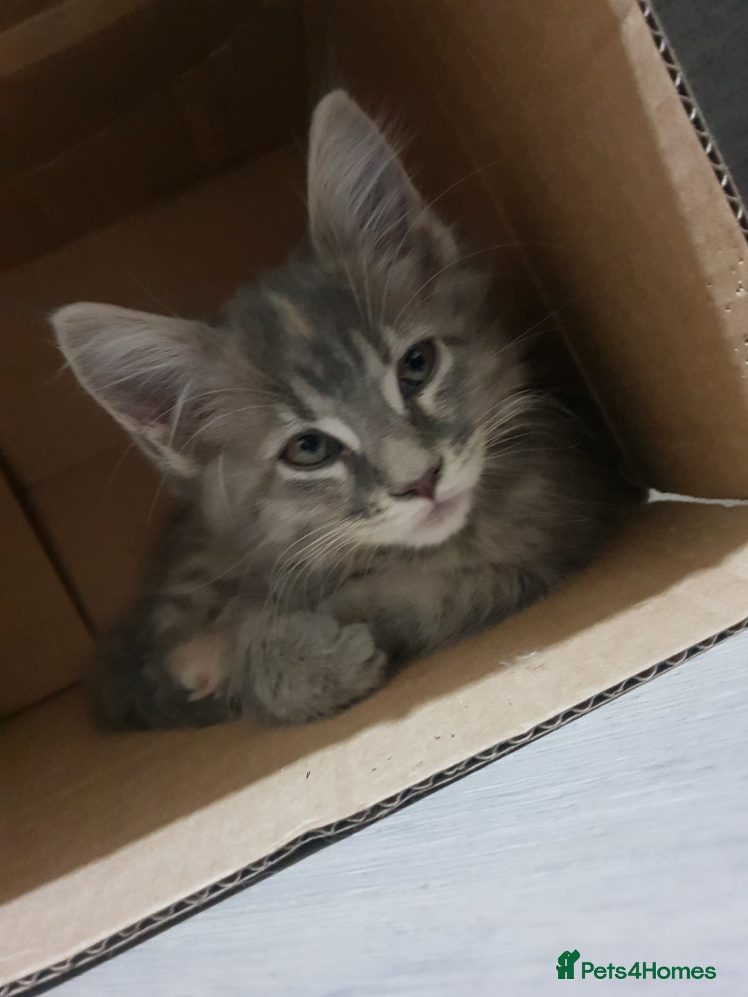 Maine Coon cats for sale: Maine Coon Kittens - Advert 5