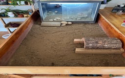 Tortoise reptiles for sale: Horsefield Tortoise and set up - Image 4