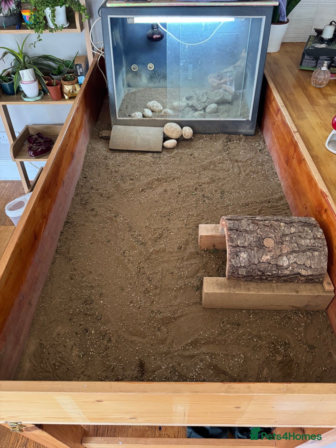 Tortoise reptiles for sale: Horsefield Tortoise and set up - Image 4