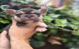 French Bulldog dogs for sale: French bulldog puppies for sale - Image 14
