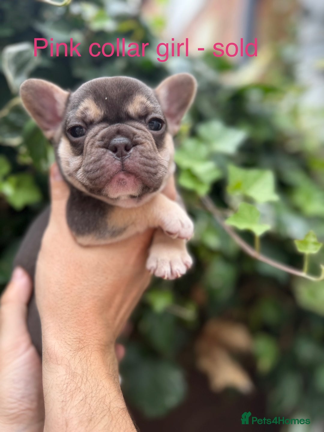 French Bulldog dogs for sale: French bulldog puppies for sale - Image 14