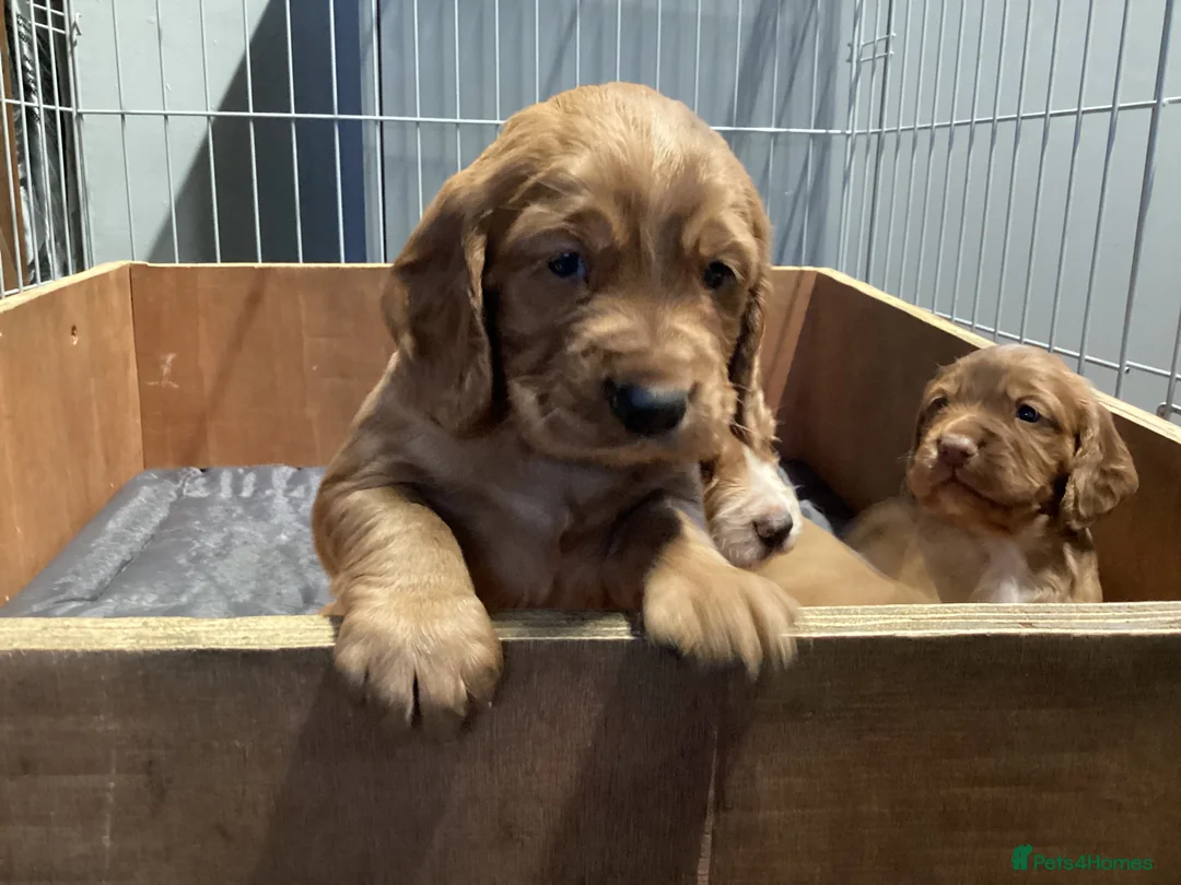 Cocker Spaniel dogs for sale: Cocker Spaniel pups, KC reg, health tested parents - Advert 3