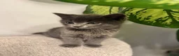 Mixed Breed cats for sale: Adorable Kittens Looking for Their Forever Homes  in Mansfield - Advert 1