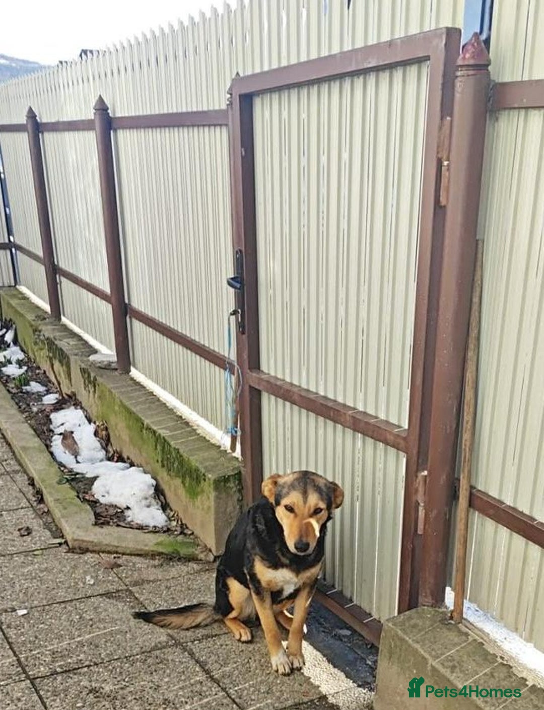 Mixed Breed dogs for adoption: LARISA - a gentle&beautiful girl for a Loving Home - Advert 4